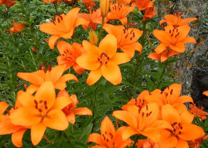 卡斯普里农家乐 农家乐